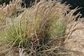 100 Seeds Broomsedge Bluestem Andropogon virginicus Native Ornamental Grass