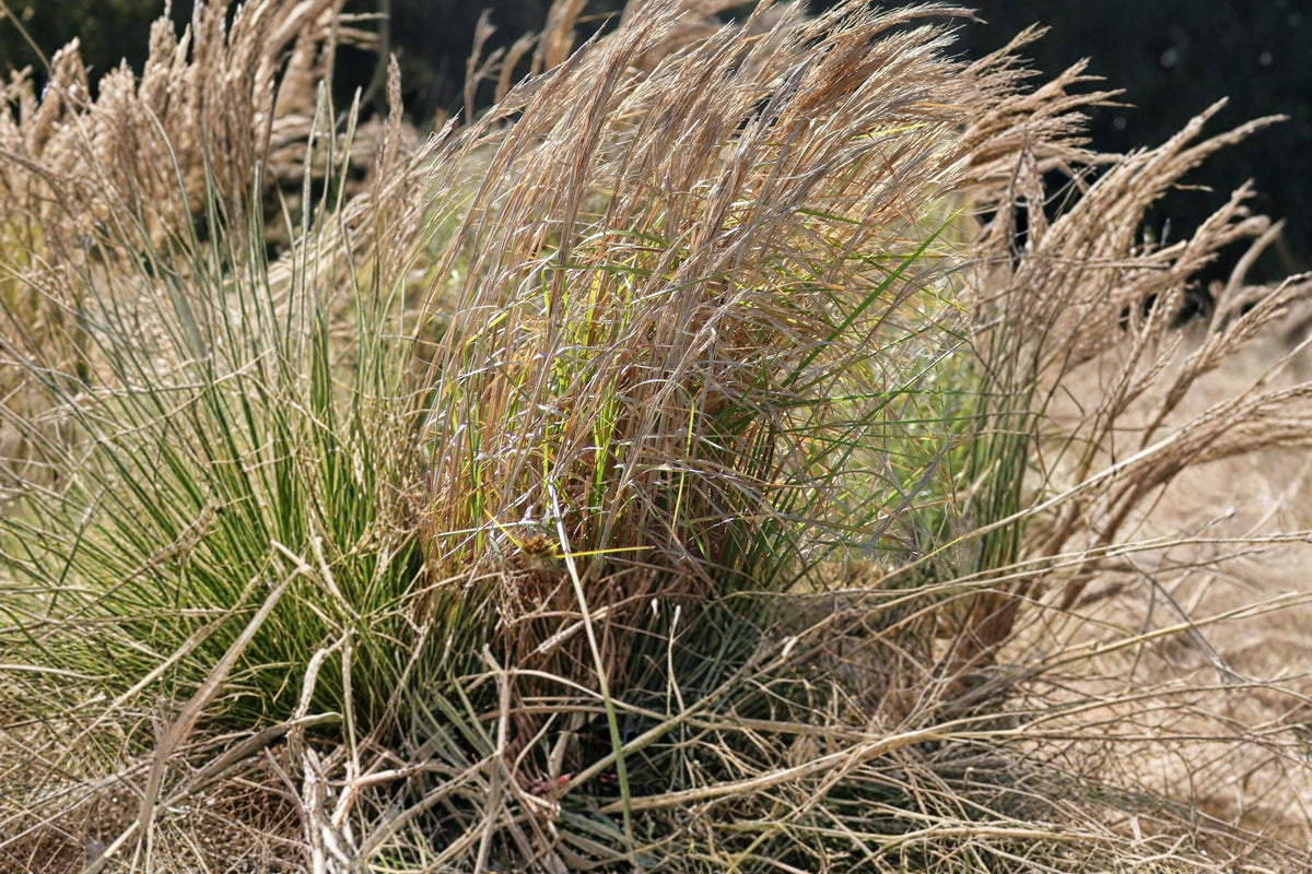 100 Seeds Broomsedge Bluestem Andropogon virginicus Native Ornamental Grass