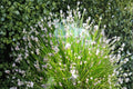 100 Seeds Spike Rush Eleocharis acicularis Dwarf Hairgrass Aquatic Pond Marginal Plant