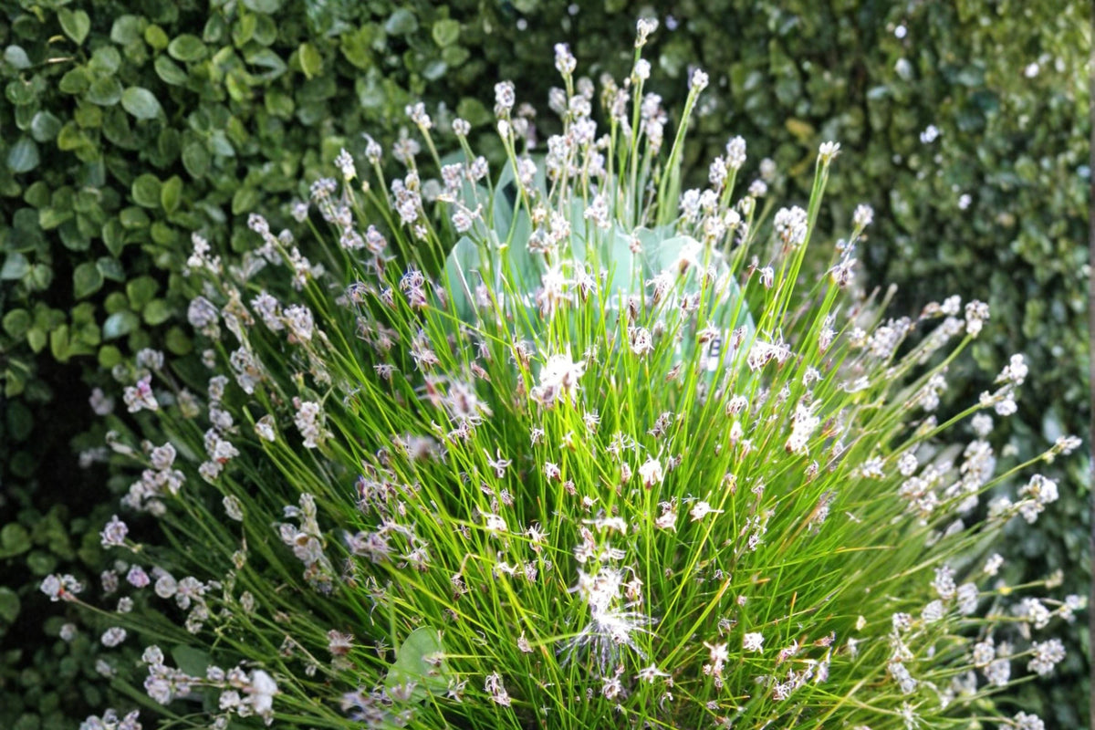 100 Seeds Spike Rush Eleocharis acicularis Dwarf Hairgrass Aquatic Pond Marginal Plant