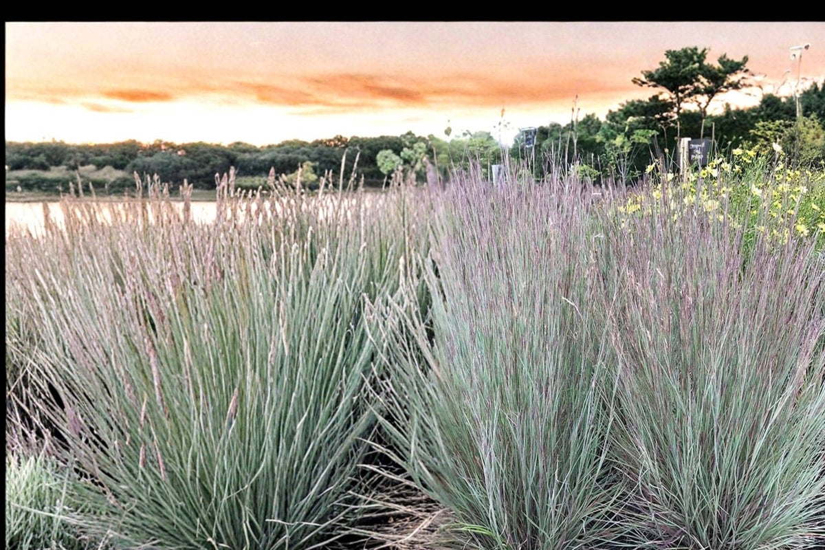 100 Seeds Little Bluestem Schizachyrium scoparium Native Ornamental Grass