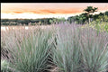 Little Bluestem Seeds 100 Count - Schizachyrium scoparium - Native Prairie Grass with Blue-Green Foliage and Coppery Fall Color