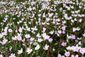 10 Seeds Spring Beauty Claytonia virginica
