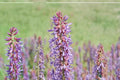 Twogroove Milkvetch Seeds – Astragalus bisulcatus, Drought Tolerant Perennial for Dry Landscapes & Prairies