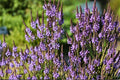 Blue Vervain Seeds – Verbena hastata Perennial Wildflower for Gardens, Meadows & Wetlands, 100 Seeds
