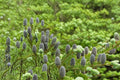 30 Seeds Balsam Fir Abies balsamea Evergreen Conifer Tree
