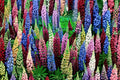 Russell Lupine Seeds Mixed Colors – Perennial Flower Seeds for Pollinator Gardens, Tall Upright Spikes, Vibrant Blooming Plants