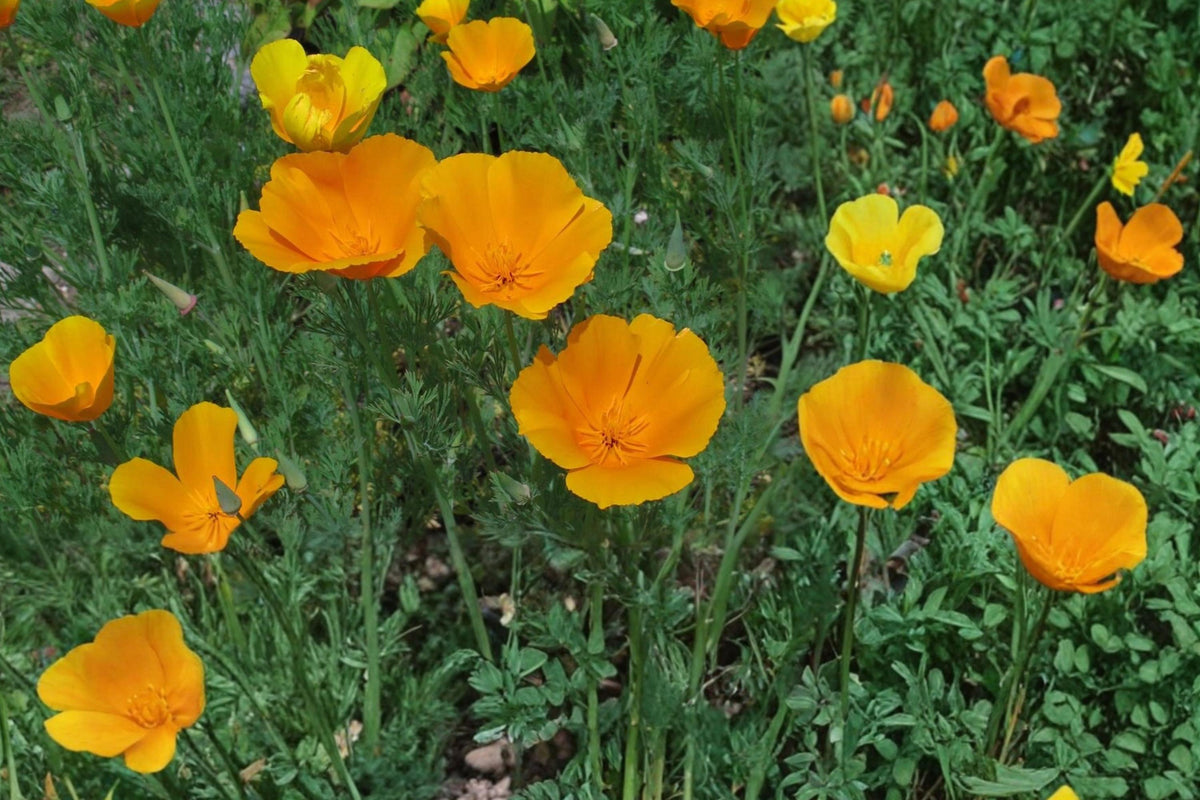 50 Seeds California Poppy Eschscholzia californica Golden Wildflower Annual Drought Tolerant Full Sun