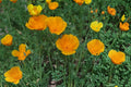 California Poppy Seeds 50 Count - Bright Orange Wildflower, Eschscholzia californica, Annual Meadow Plant, Drought Tolerant