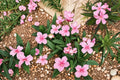 Oleander Seeds 75 Count - Pink White Red Flowering Shrub - Nerium oleander - Evergreen Hedge Plant for Warm Climates