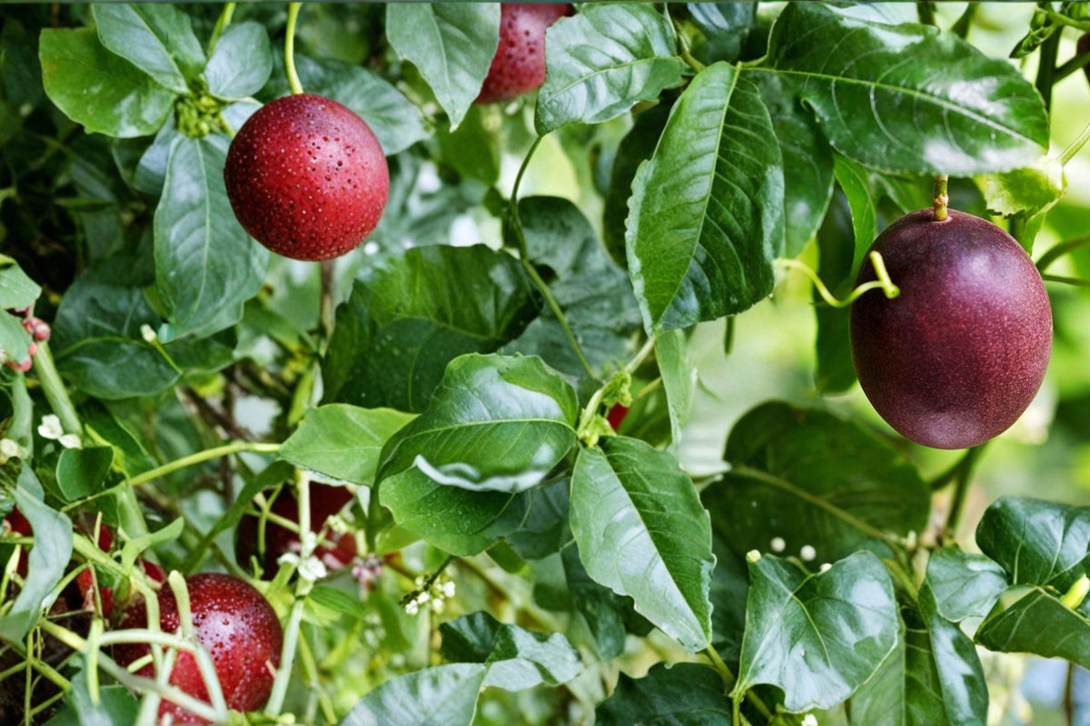 10 Seeds Passion Fruit Passiflora edulis Purple Variety