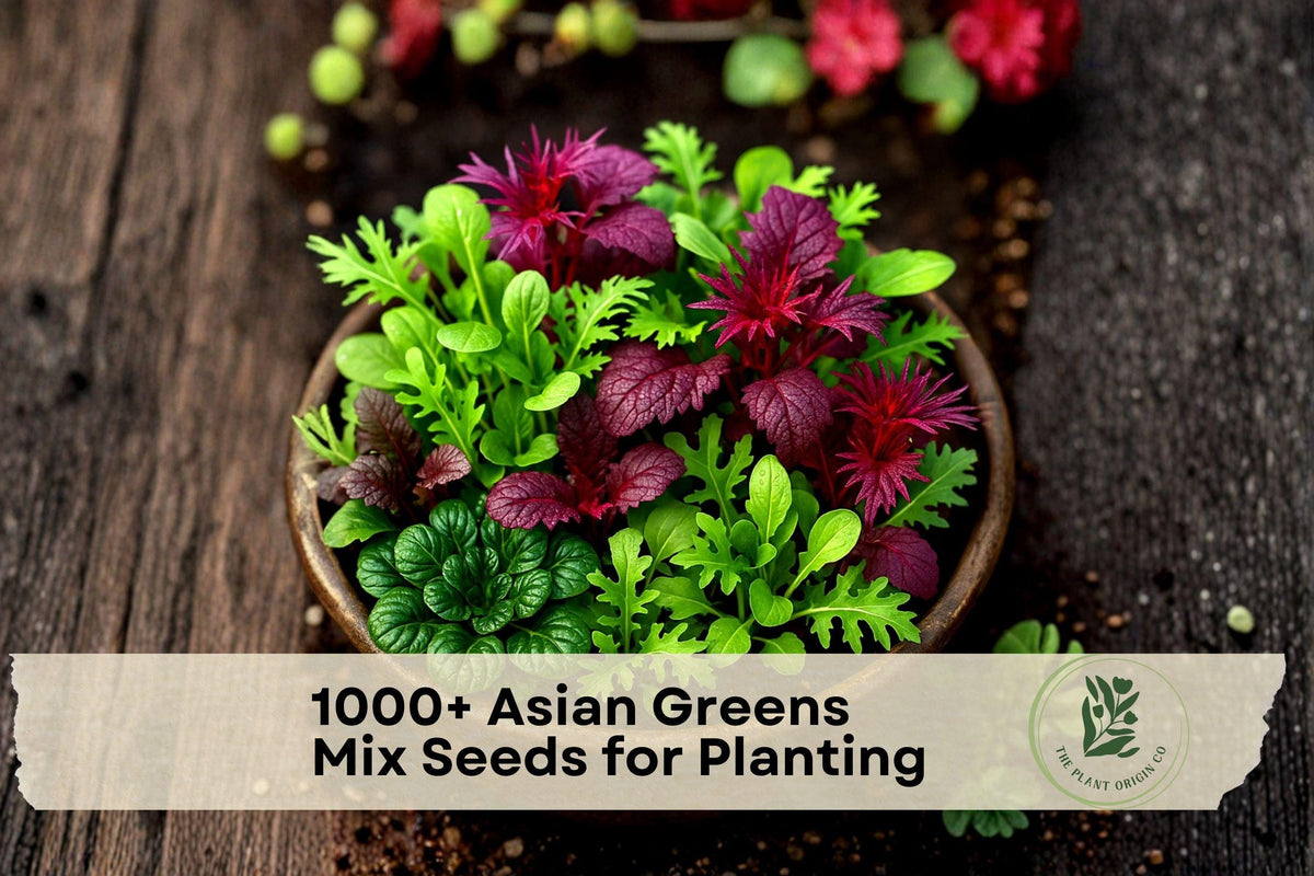 Asian Greens Mix Seeds – Microgreens & Baby Leaf Vegetable Seeds for Indoor & Outdoor Growing, Fast Germination