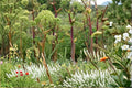 50 Seeds Great Angelica Angelica atropurpurea