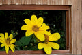 Swamp Marigold Seeds - 30 Pack Yellow Wildflower - Bidens aristosa - Annual Herbaceous Plant for Wetlands & Borders