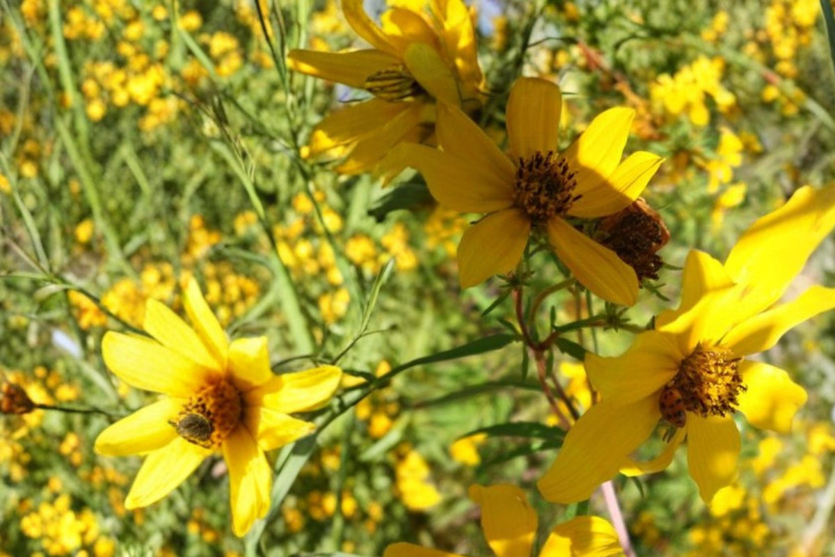 30 Seeds Bearded Beggarticks Bidens polylepis Native Wildflower Easy to Grow