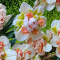 Replete Double Daffodil Bulbs – Pink White Flowers, Spring Blooming Garden Bulbs, Narcissus poeticus var. replete