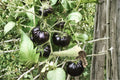 Black Beauty Heirloom Tomato Seeds – Non-GMO, Dark Purple Fruit, High Yield, Indeterminate, 120+ Seeds
