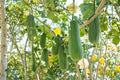 Luffa Gourd Seeds, Heirloom Climbing Vine for Natural Sponges, Dishcloths, Eco-Friendly Garden Plant (12 Seeds)