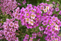 Dwarf Pink Sweet Alyssum Seeds, Lobularia maritima, Fragrant Ground Cover & Border Plant, Easy to Grow, Pollinator Attractant