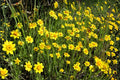 Goldfields Wildflower Seeds - Yellowray (Lasthenia glabrata) - Bright Daisy-Like Blooms for Pollinator Gardens and Wildflower Meadows