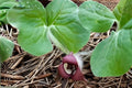 Wild Ginger Seeds, Native Woodland Plant, Heart-Shaped Leaves, Asarum canadense, Shade Garden Ground Cover, Native Plant Seeds