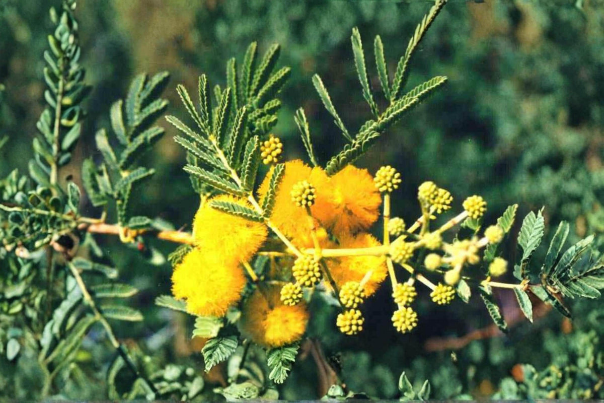 5 Seeds Babul Acacia Vachellia nilotica