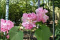 Confederate Rose Seeds (10) | Hibiscus paramutabilis | Ornamental Flower with Large Blooms