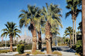 California Fan Palm Seeds – Washingtonia filifera, Desert-Adapted Fan Palm Tree, Drought Tolerant, Full Sun, Ornamental Landscape Plant