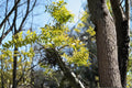 10 Seeds Chinese Honeylocust Gleditsia sinensis Ornamental Tree