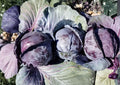 Red Acre Cabbage Seeds, Heirloom Non-GMO Brassica oleracea, Compact Purple Heads, Early Maturity, Vegetable Garden Seeds