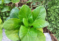 Pak Choi Seeds Dwarf White Stem Brassica Rapa Heirloom Non-GMO Asian Cabbage for Garden, Container, and Organic Farming