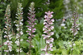 Bear’s Breeches Plant | Acanthus mollis | Purple White Flower Perennial Shrub | Hardy Bare Root Live Plant