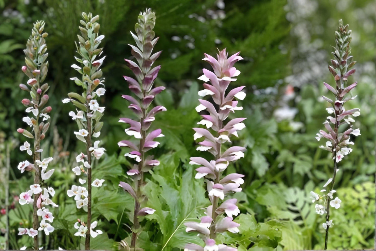Bear’s Breeches Plant | Acanthus mollis | Purple White Flower Perennial Shrub | Hardy Bare Root Live Plant