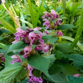 Purple Dead-Nettle Seeds, Organic Lamium purpureum Wildflower for Pollinators, Hardy Perennial, Bee-Friendly, Spring Blooms