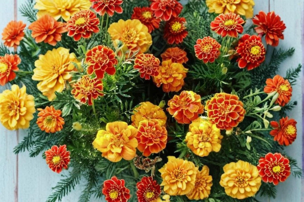 100 Seeds French Marigold Petite Tagetes patula Dwarf Edging