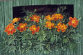 100 Seeds French Marigold Sparky Tagetes patula Heirloom Annual Flower Easy to Grow