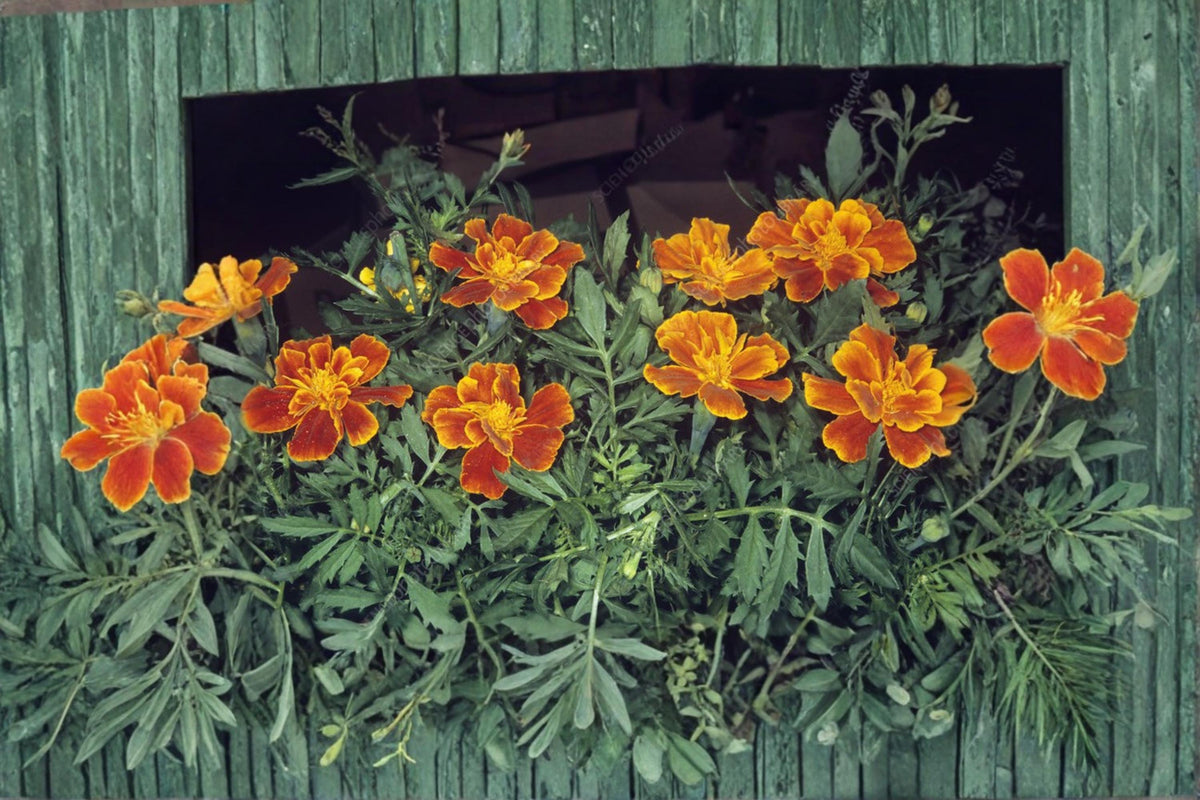 100 Seeds French Marigold Sparky Tagetes patula Heirloom Annual Flower Easy to Grow