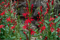 100 Seeds Cardinal Flower Lobelia cardinalis Wildflower Perennial