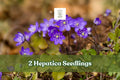 Hepatica Seedlings - 2 Live Early Spring Woodland Flowers, Blue/Purple/White, Hepatica nobilis - Ideal for Shade Gardens