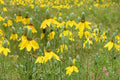 Prairie Coneflower Seeds – Ratibida columnifera – Drought Tolerant Wildflower for Pollinators & Natural Gardens