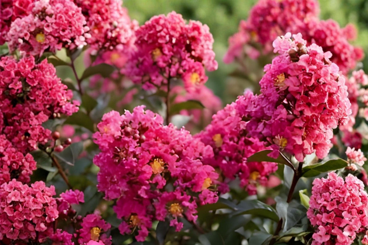 Dark Pink Crepe Myrtle Cuttings | Lagerstroemia indica | Flowering Tree Shrub | 7 Live Unrooted Cuttings