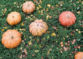 Fairytale Pumpkin Seeds, Heirloom Non-GMO, Musquée de Provence, Gourmet Cooking Pumpkin Seeds, Garden Planting, 15 Seeds