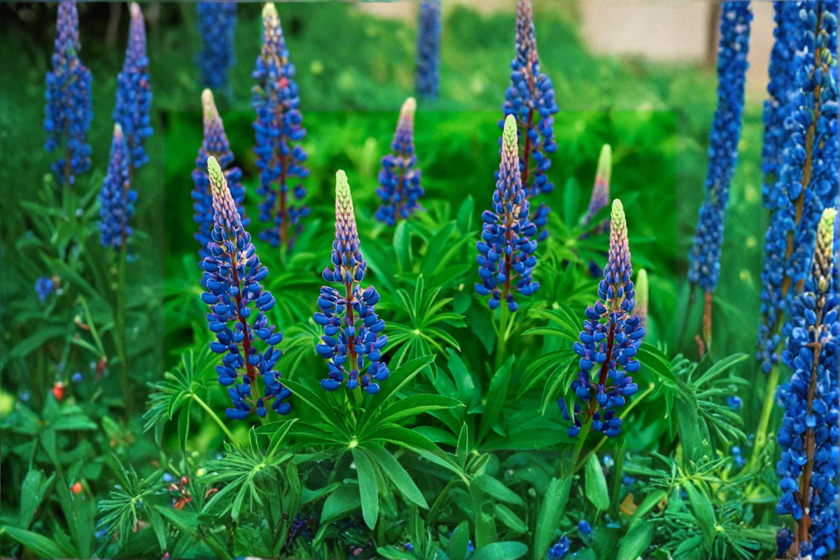 25 Seeds Blue Lupine Lupinus perennis Wildflower