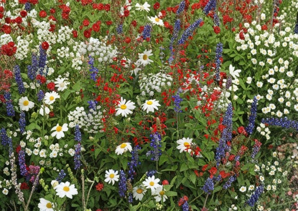 Wildflower Seed Mix - Red, White & Blue Patriotic Garden Blend, Drought-Resistant Pollinator-Friendly Flower Seeds