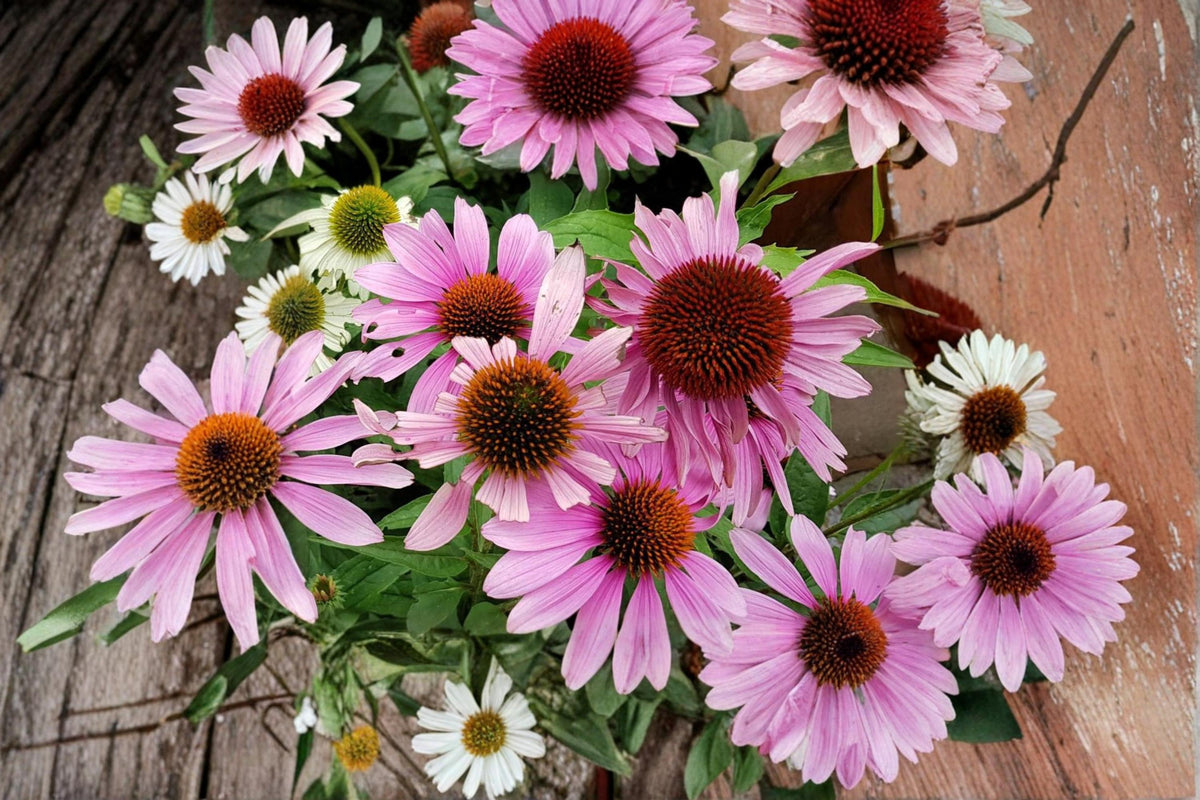 100 Seeds Purple Coneflower Echinacea purpurea Perennial Flower Seeds