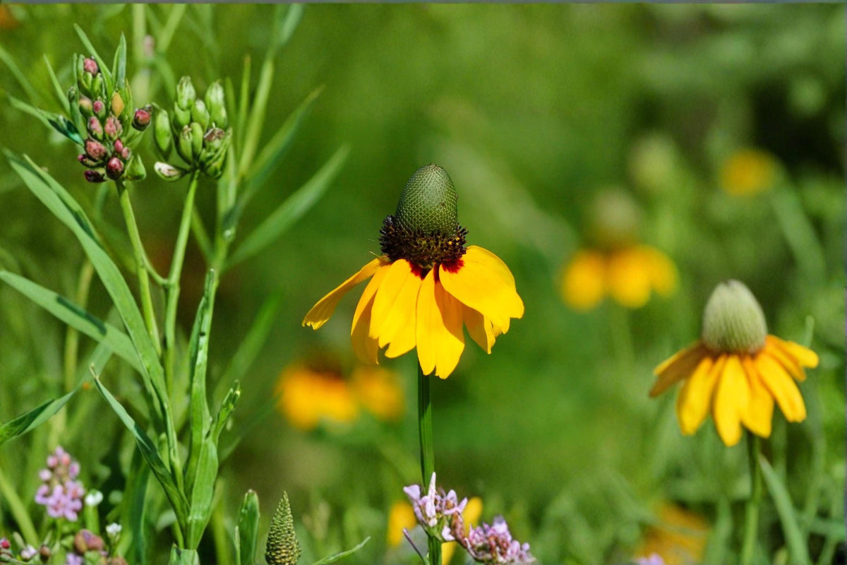 100 Seeds Clasping Coneflower Rudbeckia amplexicaulis Yellow Wildflower