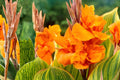 Canna Lily Bulb – Tropical Orange Blooms & Variegated Foliage – Canna ‘Pretoria’ (Bengal Tiger)