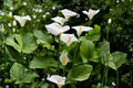 White Calla Lily Bulbs – Zantedeschia aethiopica for Garden, Indoor & Patio Decor, Flowering Bulb, Elegant White Blooms