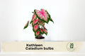 6 Kathleen Caladium Bulbs - Pink and Green Foliage, Tropical Ornamental Plant, Caladium bicolor for Shade Gardens & Containers