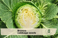 50 Bronco Cabbage Seeds – Brassica oleracea, Compact Round Heads, Vegetable Seeds for Garden Beds & Containers
